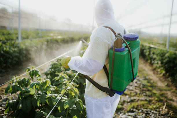 Best Best Pest Control Companies  in Avra Valley, AZ